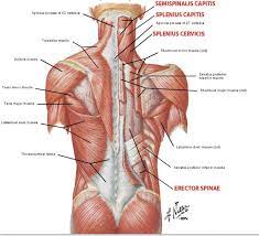 These muscles facilitate movement by attaching to one or. Cervical Motor Control Part 1 Clinical Anatomy Of Cervical Spine Rayner Smale
