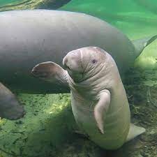 Check spelling or type a new query. Baby Manatee Aww