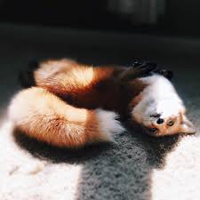 Instagram Photo By J U N I P E R Jul 19 2016 At 7 39pm Utc Pet Fox Fox Dog Domestic Fox