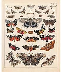Amazon Com Vintage Butterflies Posters Prints Art Insects