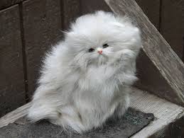 20 Most Popular Long Haired Cat Breeds Cute Cats And Dogs Popular Cat Breeds Cats And Kittens