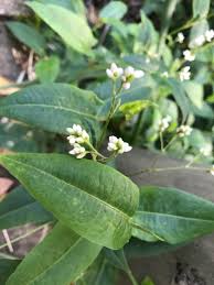 Image result for Persicaria strigosa