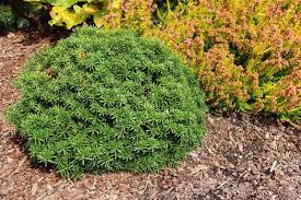 Abies koreana golden glow dwarf gold korean fir kigi nursery. Abies Koreana Cis Cis Korean Fir Plant Lust