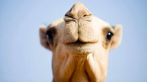 Get your team aligned with all the tools you need on one secure, reliable video platform. From Camel To Cup