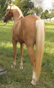 Palomino horses aren't rare at all. Golden Palomino Tennessee Walking Horse On Equinenow