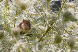 We did not find results for: How To Protect Your Garden From Rats Mice And Rodents Gardening Tips