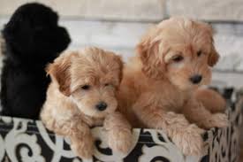 Click here to be notified when new goldendoodle puppies are listed. Mini Goldendoodle Wallpapers Wallpaper Cave