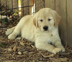 Red golden retriever puppies for sale ontario. Golden Retriever Puppies For Sale Golden Retriever My Pet Dog White Golden Retriever Puppy