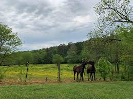 498 homes for sale in cherokee county, ga. Properties For Sale In Cherokee County Georgia