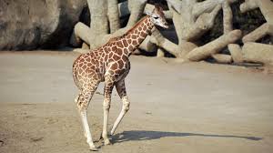 Mexico City Zoo Welcomes Second Baby Giraffe Of The Year
