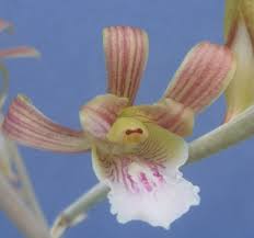 Image result for Eulophia petersii