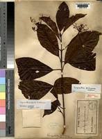 Image result for Corynanthe