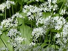 See full list on mygardenguide.com Allium Ursinum Wikipedia