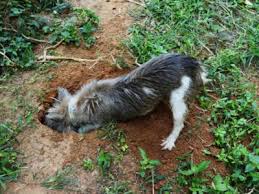We did not find results for: Dogs And Plant Protection How To Keep Dogs From Damaging Prized Plants