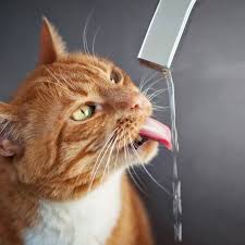 Offer your cat bottled or filtered water, in case it dislikes the smell of tap water. Why Are Cats So Quirky About Drinking
