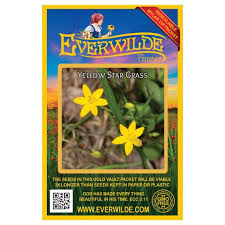 Image result for Hypoxis nyasica