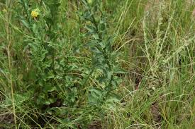 Image result for Nidorella auriculata