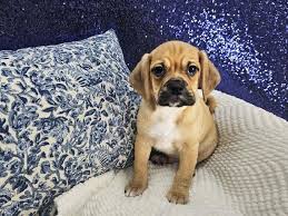 Image result for puggle