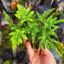 Image result for Pteris
