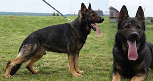 German shepherds were originally used as herders and to guard flocks against. German Shepherd Puppies For Sale In Texas Petswall