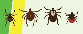 Mosquito Control Mosquito Joe Let S Talk About Ticks
