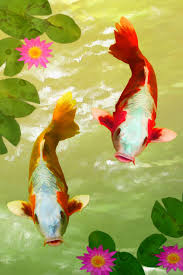 A collection of the top 46 japanese koi fish wallpapers and backgrounds available for download for free. Wallpaper For Mobile Nature Fish Koi Fish Pond Fish 4992 Wallpaperuse