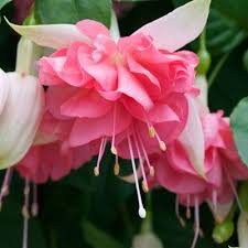 Fuchsia Giant Peach Princess Fuchsia Flowers Fuchsia Flower Beautiful Flowers