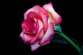 Resultado de imagen para rosas con fondo negro