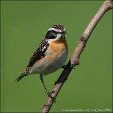 Check spelling or type a new query. Tarabilla Nortena Fotos Fotografia
