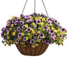 3 Gallon Multicolor Combo In Hanging Basket Lowes Com Hanging Baskets Hanging Flower Baskets Proven Winners Hanging Baskets