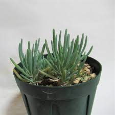 Image result for Hypertelis salsoloides