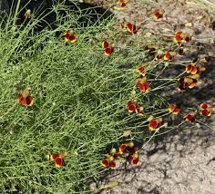Mexican Hat Coneflower Sombrero Perennial