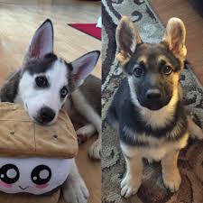 Maybe you would like to learn more about one of these? Shepherd Of The Hills White German Shepherds Home Facebook