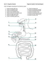 Digestive System Diagram To Label Digestive System Diagram Worksheet Versaldobip Teaching Stuff Koibana Info Human Digestive System Digestive System Diagram Digestive System Activities