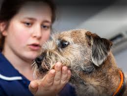 Out of lockdown Harriet's Kitchen was born