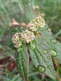 Image result for Hugonia elliptica