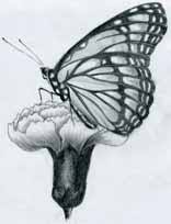 Free 3d butterfly models available for download. Butterfly Pencil Drawings You Can Practice