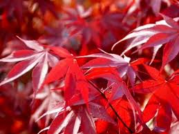 We did not find results for: Acer Fireglow Dwarf Japanese Maple 19cm Pot 39 99 100cm 120cm In Height Broadway Road Nurseries