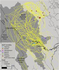 See our other website kelly wolf wellness. Wolves Without Borders Transboundary Survival Of Wolves In Banff National Park Over Three Decades Sciencedirect