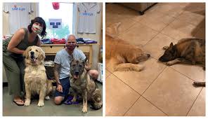Please read how to adopt for information about fees and what to bring with you to the shelter. Update Baby Yoda Has Been Arizona Humane Society Facebook