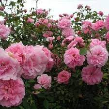 Explorer Series Rose John Davis Bred From Kordesii The Most Beautiful Of The Very Hardy Canadian Roses Wonderful Climber Flower Farm Rose Climbing Roses