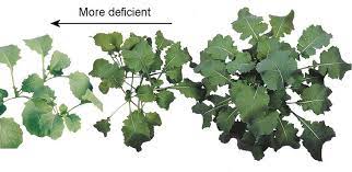Plant Nutrients Explained Everything You Ever Need To Know Plant Nutrients Tomatoes Plants Problems Fertilizer For Plants
