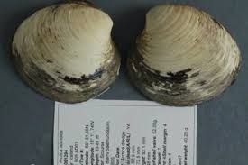 scientists discover worlds oldest clam killing it in the