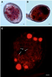 Staining By Neutral Red Of Pollen Vacuoles Labeling Of Vacuoles In Download Scientific Diagram