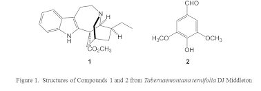 Image result for Tabernaemontana eglandulosa
