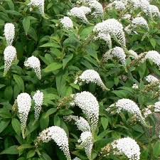 Image result for Lysimachia