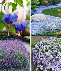 Bloeiende bodembedekker voor voorjaar en begin zomer met blauwe bloemen, geschikt voor een plek in halfschaduw. Blauer Stauden Garten 1a Pflanzen Kaufen Baldur Garten