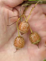 Image result for Embelia xylocarpa