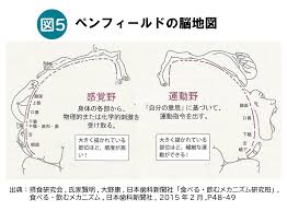 ペン フィールド 脳 地図