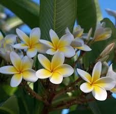 How To Care For Plumerias During The Fall Winter Season Roger S Gardens Plumeria Most Beautiful Flowers Fragrant Flowers